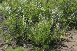 California Stickseed