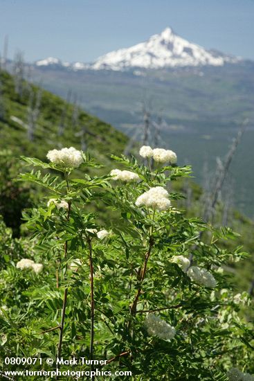 Sorbus sitchensis