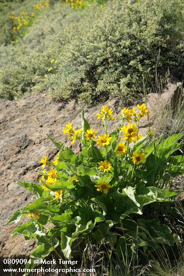 Balsamorhiza sagittata