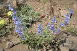 Showy Penstemon