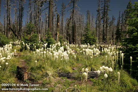 Xerophyllum tenax
