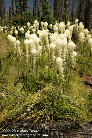 Xerophyllum tenax