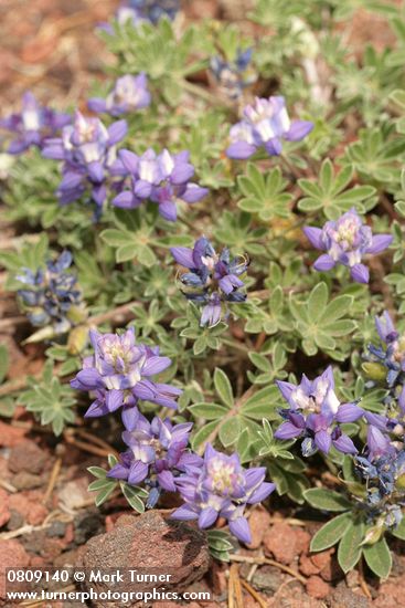 Lupinus lepidus var. lobbii