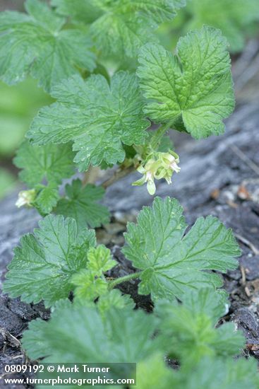 Ribes binominatum