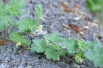 Ground Gooseberry
