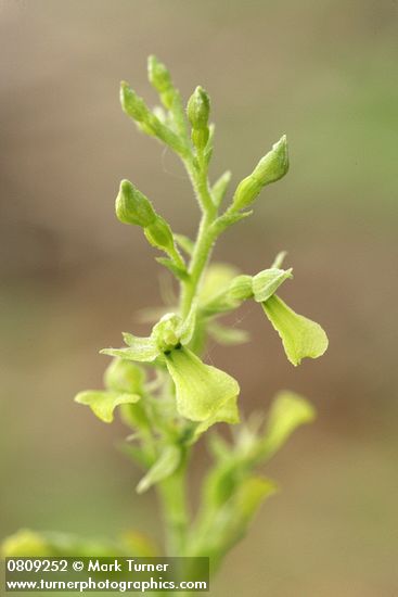 Listera caurina