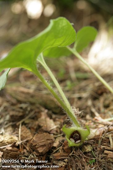 Asarum wagneri