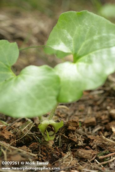 Asarum wagneri