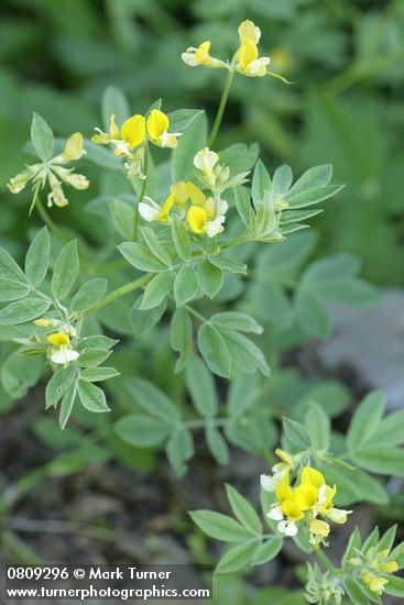 Lotus oblongifolius
