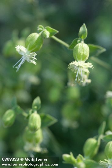 Silene campanulata