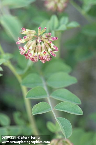 Lotus crassifolius