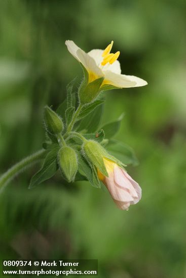 Polemonium carneum