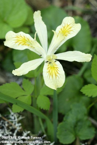 Iris chrysophylla