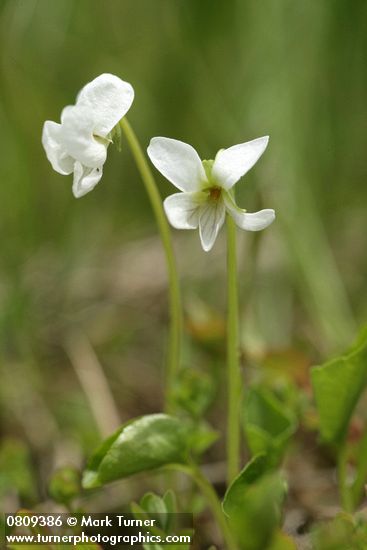 Viola macloskeyi
