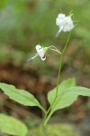 Scouler's Harebell