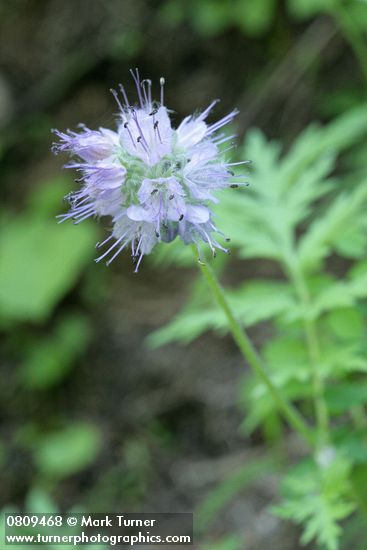 Hydrophyllum occidentale