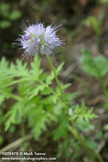 Hydrophyllum occidentale