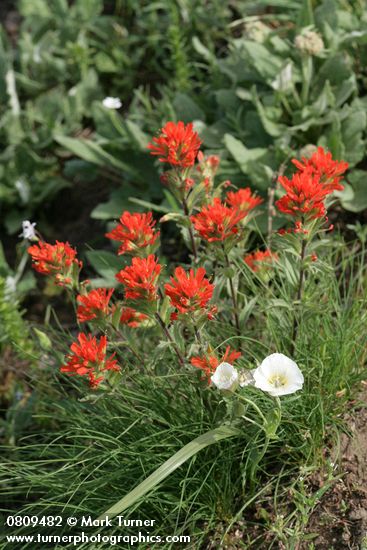 Castilleja hispida; Calochortus subalpinus