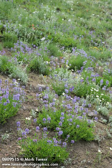 Penstemon procerus; Calochortus subalpinus