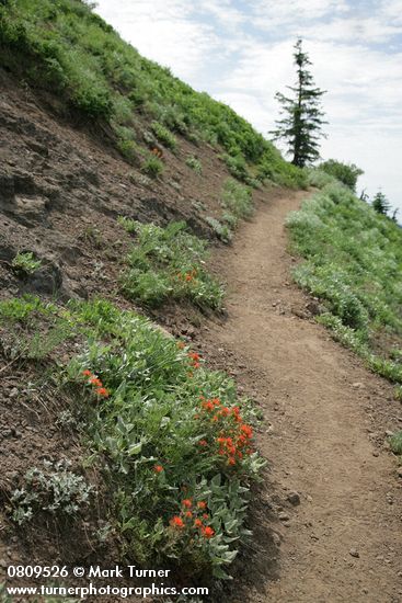 Castilleja hispida