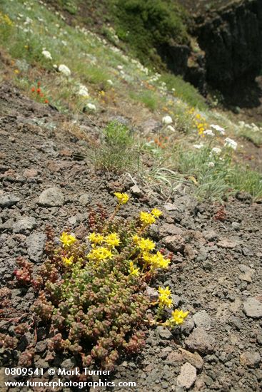 Sedum divergens