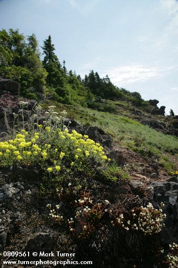 Saxifraga bronchialis; Eriogonum umbellatum; Achillea millefolium