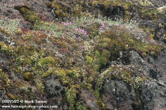 Saxigraga bronchialis; Penstemon rupicola