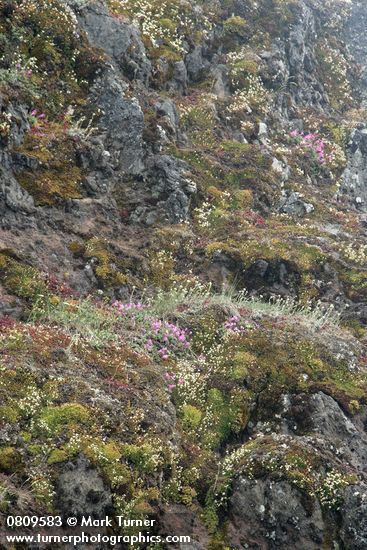 Saxigraga bronchialis; Penstemon rupicola