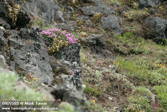Saxigraga bronchialis; Penstemon rupicola