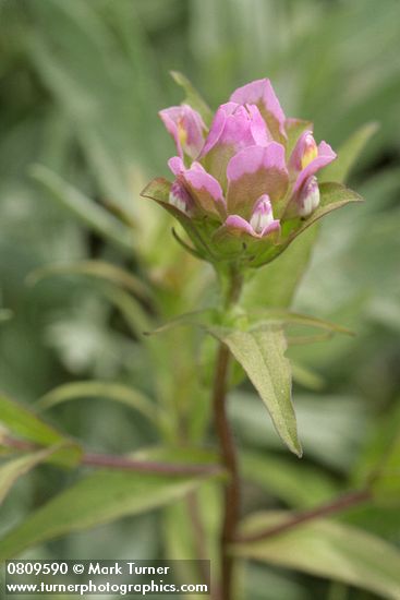 Orthocarpus imbricatus