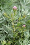 Mountain Owl's Clover