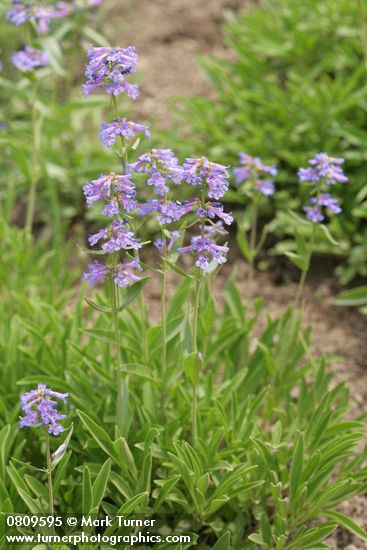 Penstemon procerus
