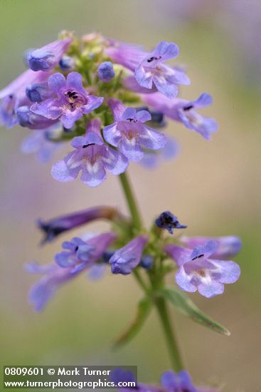 Penstemon procerus