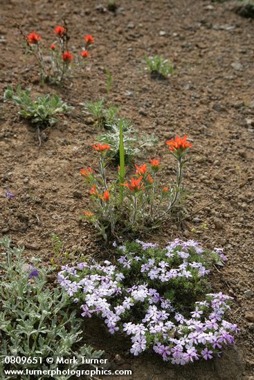 Phlox diffusa; Castilleja hispida