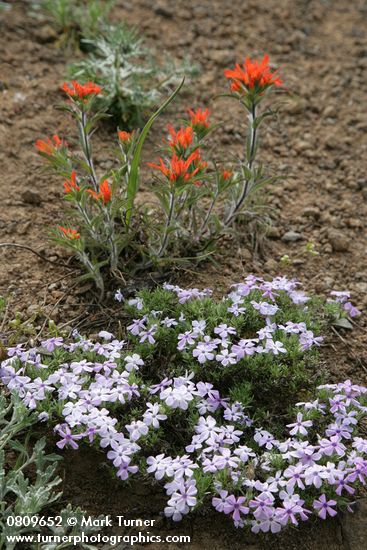 Phlox diffusa; Castilleja hispida