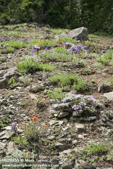 Phlox diffusa; Castilleja hispida; Delphinium menziesii; Calochortus subalpinus