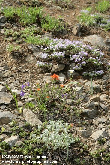 Phlox diffusa; Castilleja hispida; Delphinium menziesii; Calochortus subalpinus