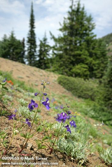 Delphinium menziesii