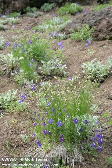 Delphinium menziesii; Carex sp.