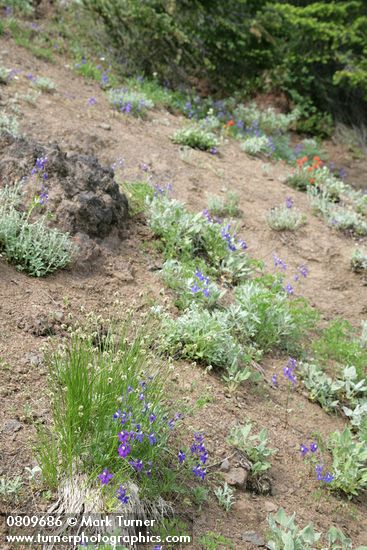 Delphinium menziesii; Carex sp.