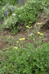 Drummond's Cinquefoil