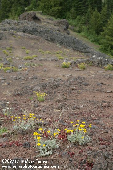 Eriophyllum lanatum; Sedum divergens