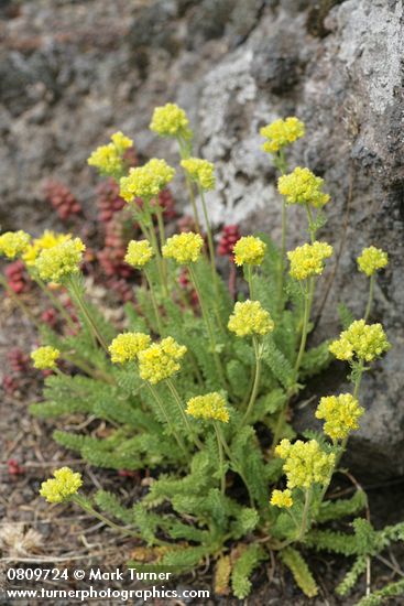 Ivesia gordonii