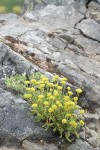 Gordon's Ivesia