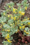Nevada Deervetch