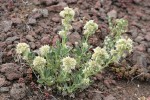 Varied-leaf Phacelia