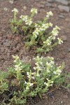 Hot Rock Penstemon