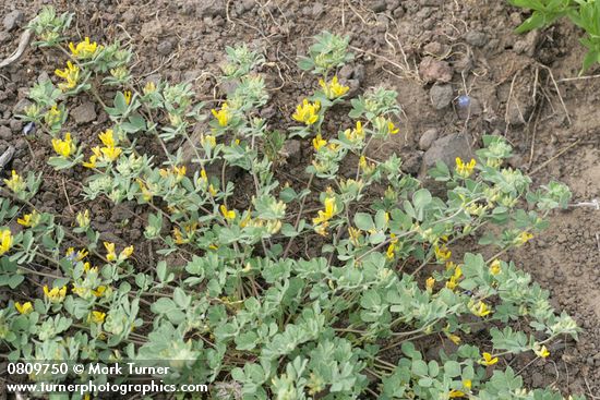 Lotus nevadensis