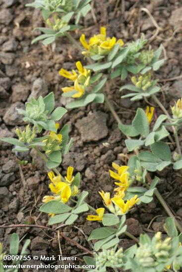 Lotus nevadensis