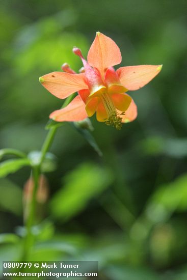 Aquilegia formosa